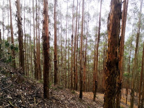廣西桉樹 生物多樣性保護(hù)、生態(tài)平衡與木材安全的三維博弈